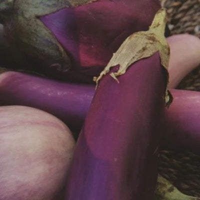 Eggplant Mix - Metchosin Farm