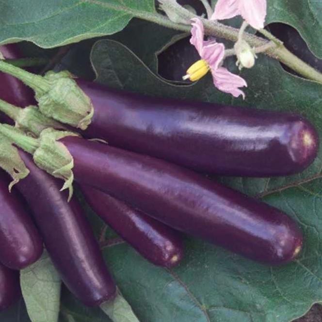 Eggplant Ping Tung 