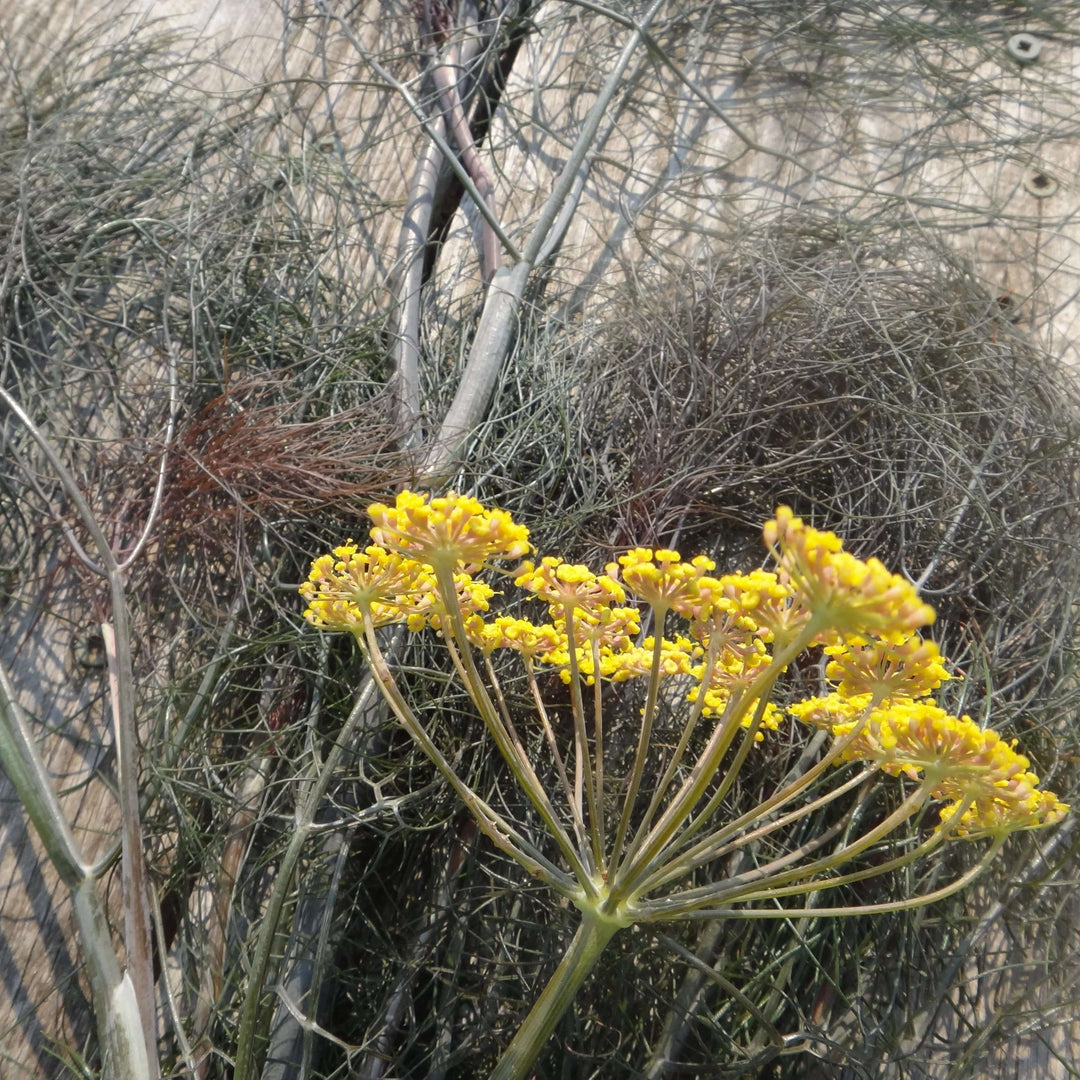 Bronze Fennel