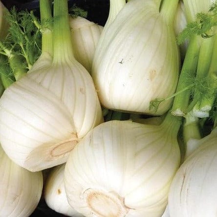 Fennel Orion Organic - West Coast Seeds