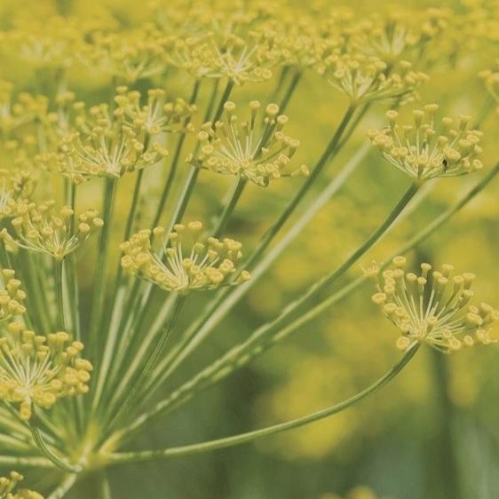 Fennel - Metchosin Farm