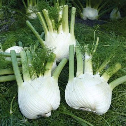 Fennel Preludio Organic - West Coast Seeds