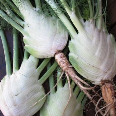 Fennel Romanesco - Renee's Garden Seeds