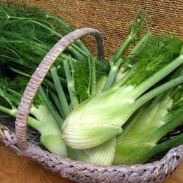 Fennel Romanesco - Renee's Garden Seeds