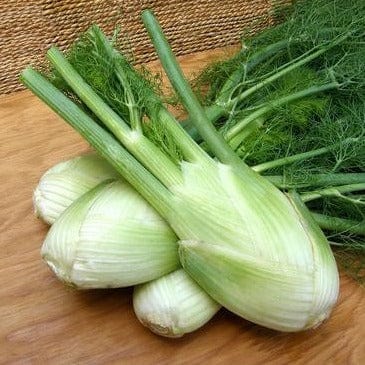 Fennel Romanesco - Renee's Garden Seeds