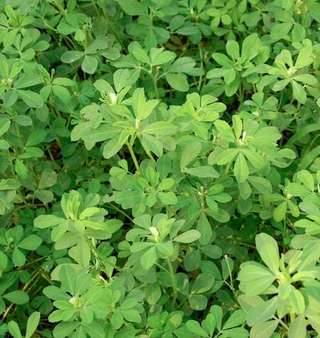 Organic Fenugreek Methi - West Coast Seeds Ltd