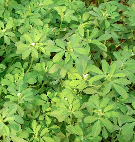 Organic Fenugreek Methi - West Coast Seeds Ltd