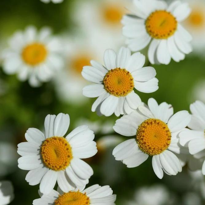 Feverfew - Metchosin Farm