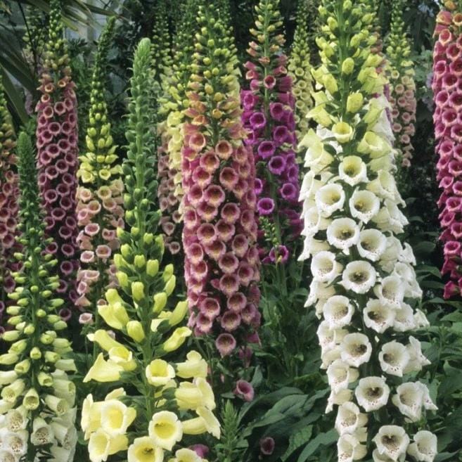 Foxglove