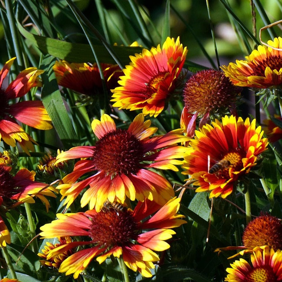 Organic Gaillardia Blanket Flower - Metchosin Farm Seeds