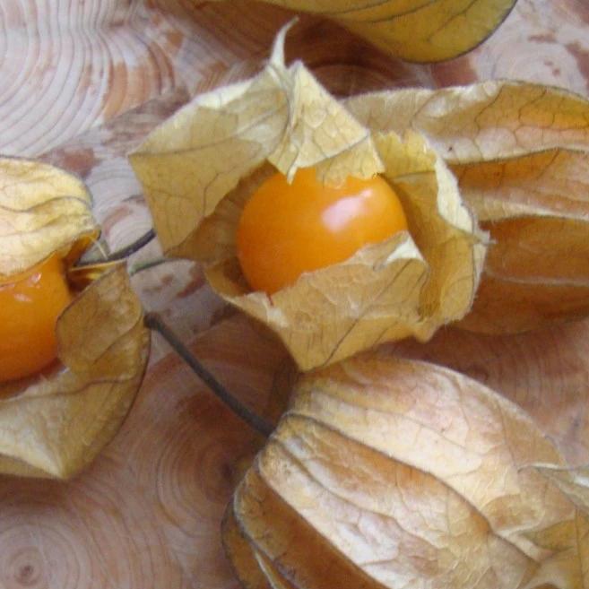 Golden Berry - Metchosin Farm