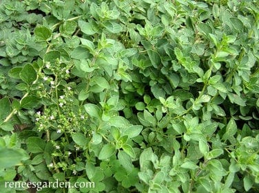 Organic Greek Oregano White - Renee's Garden Seeds