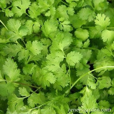 Heirloom Cilantro Bonus Pack - Renee's Garden Seeds