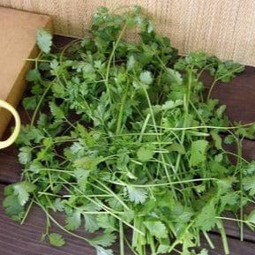 Heirloom Cilantro Bonus Pack - Renee's Garden Seeds