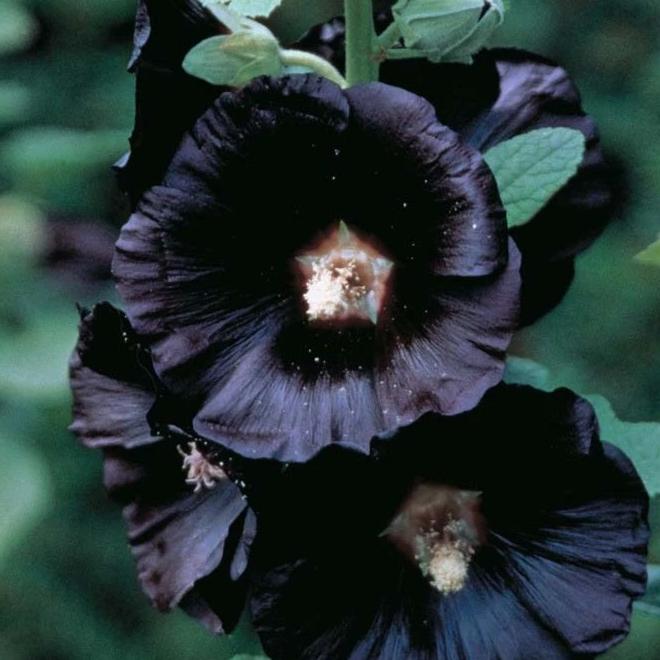 Organic Hollyhock Black - Metchosin Farm Seeds