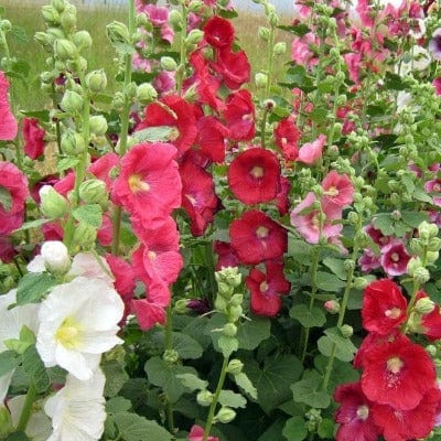 Organic Hollyhock Mix - Metchosin Farm Seeds