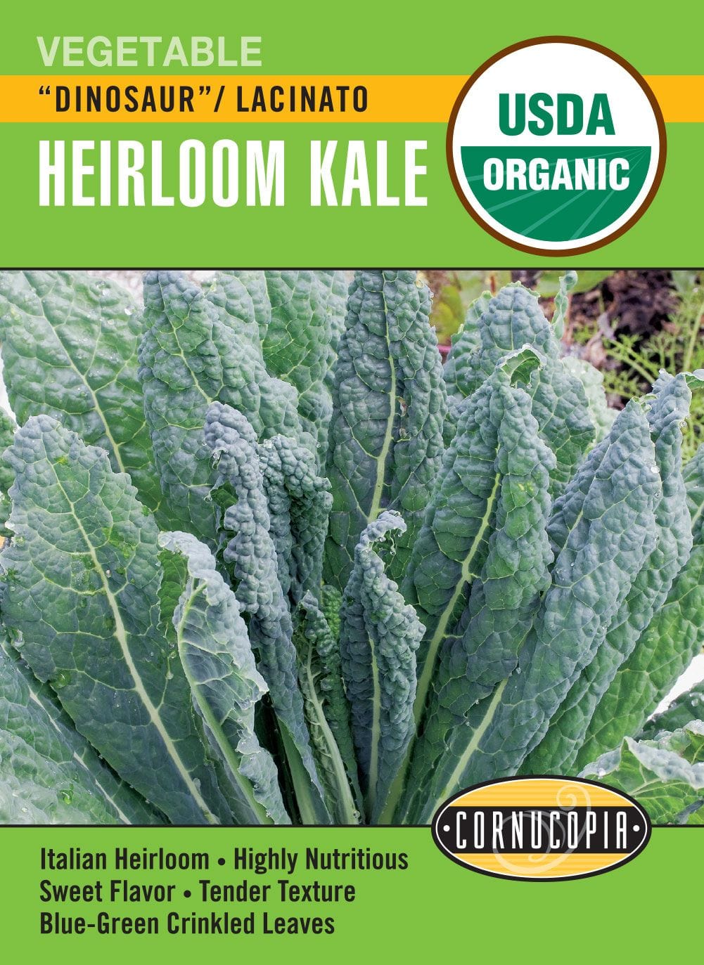 Organic Kale Dinosaur Lacinato - Cornucopia Seeds