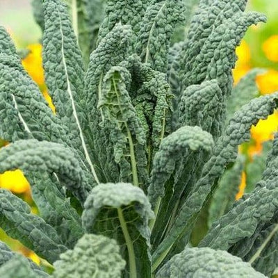 Kale Lacinato Organic - West Coast Seeds