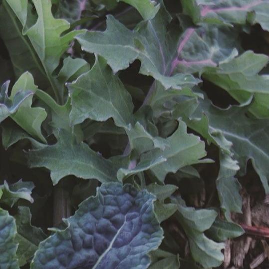 Kale Mix - Metchosin Farm