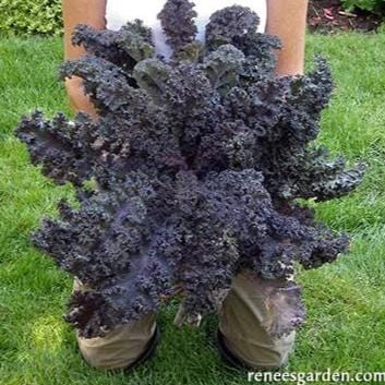 Kale Purple Moon Organic - Renee's Garden