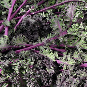 Organic Kale Purple Soft Leaf - Metchosin Farm Seeds