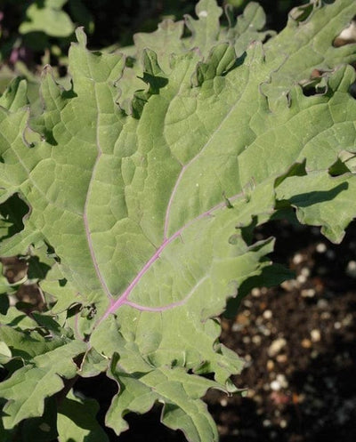 Organic Kale Red Russian - West Coast Seeds