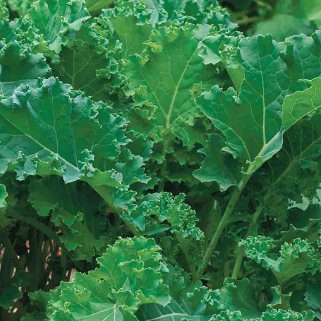 Organic Kale Siberian, Seed Tape - McKenzie Seeds