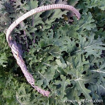 Kale Wild Garden Frills - Renee's Garden