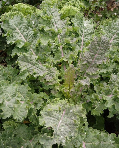 Organic Kale Winter Red - West Coast Seeds