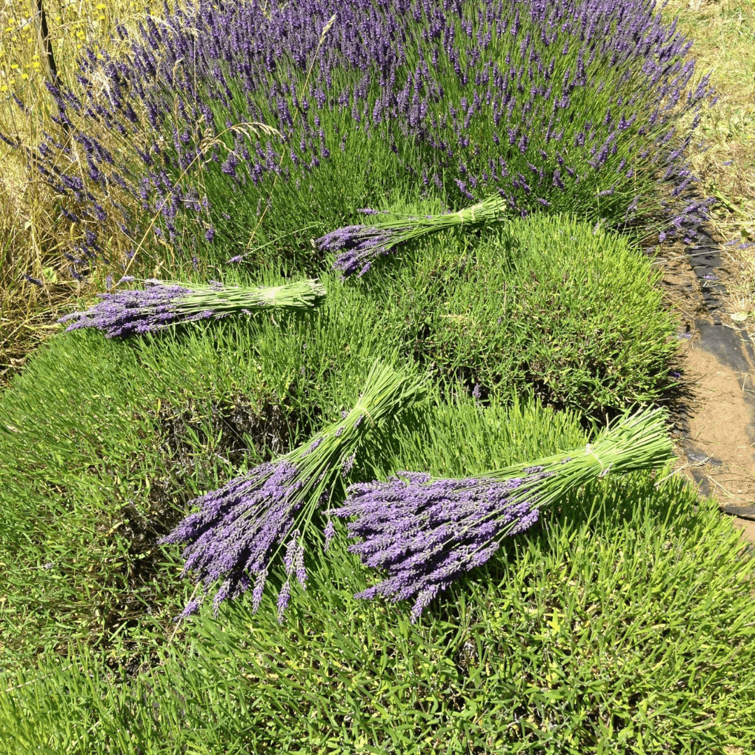 Organic Lavender - Metchosin Farm Seeds