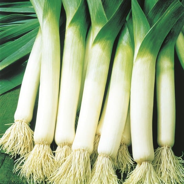 Leek Tadorna