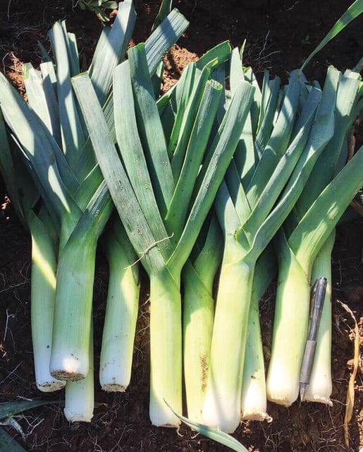 Organic Leeks Chinook - West Coast Seeds