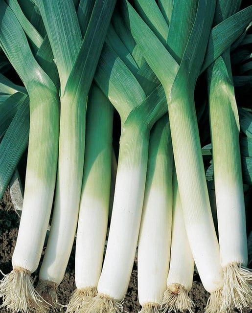 Organic Leeks Lancia - West Coast Seeds