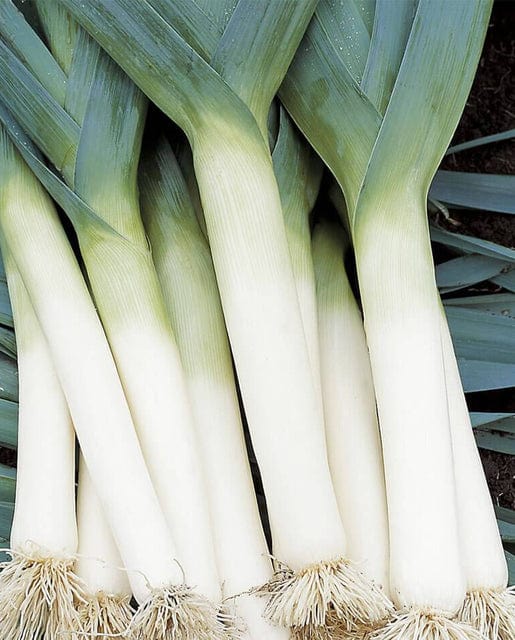 Organic Leeks Tadorna - West Coast Seeds