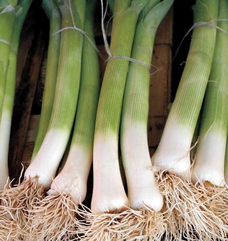 Organic Leeks Varna - West Coast Seeds