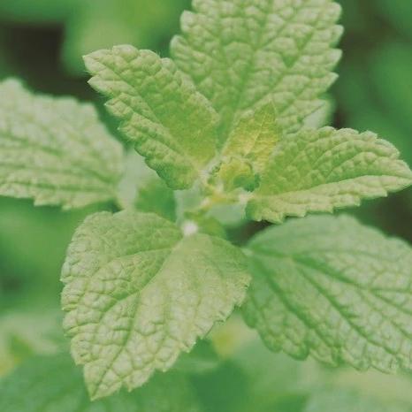 Lemon Balm - Metchosin Farm