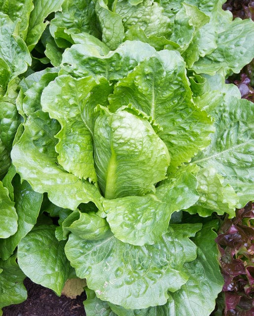 Organic Lettuce Arroyo - West Coast Seeds