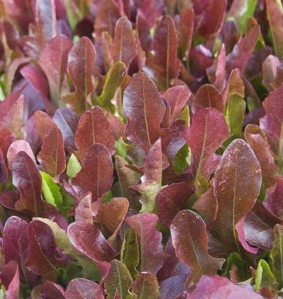 Organic Lettuce Blade - West Coast Seeds