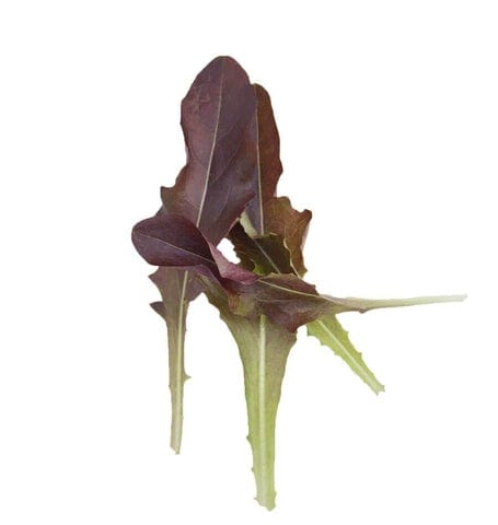 Organic Lettuce Blade - West Coast Seeds