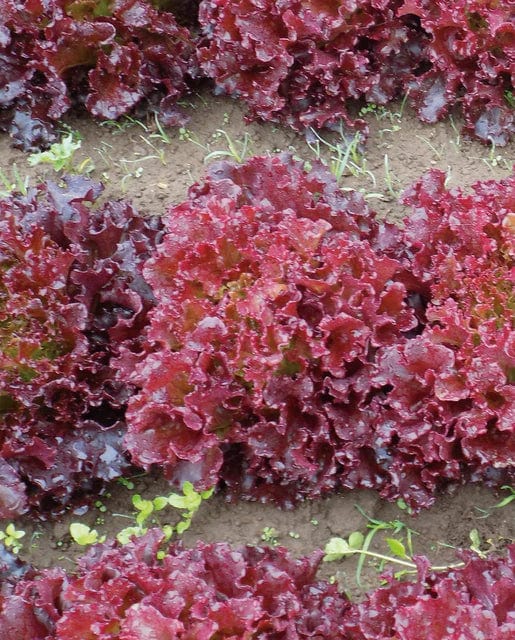 Organic Lettuce Brentwood - West Coast Seeds