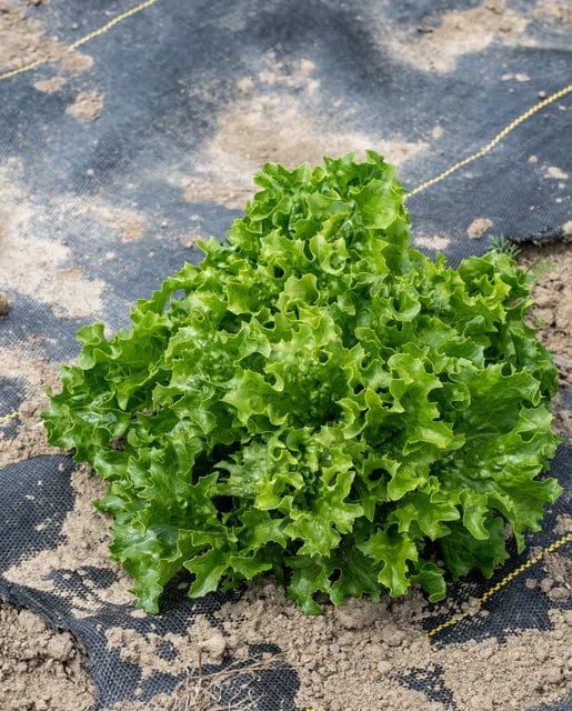 Organic Lettuce Celinet - West Coast Seeds