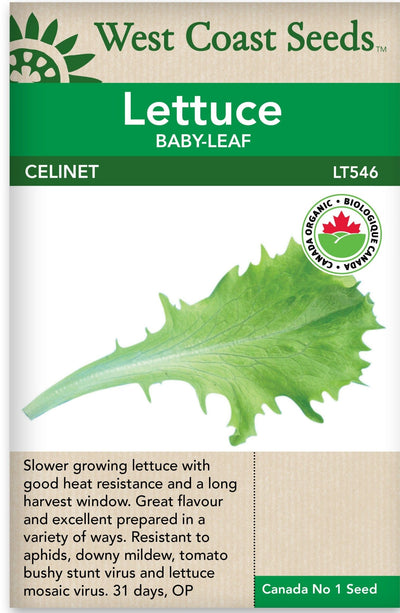 Organic Lettuce Celinet - West Coast Seeds
