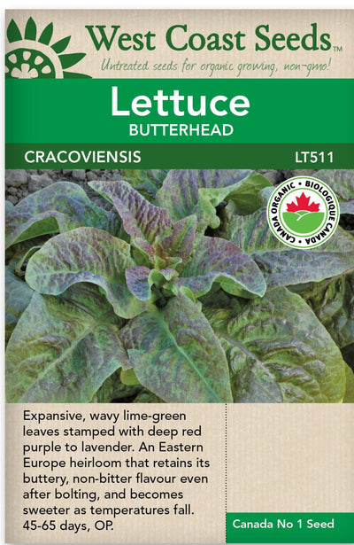 Organic Lettuce Cracoviensis - West Coast Seeds