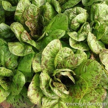 Lettuce Flashy Trout Back - Renee's Garden