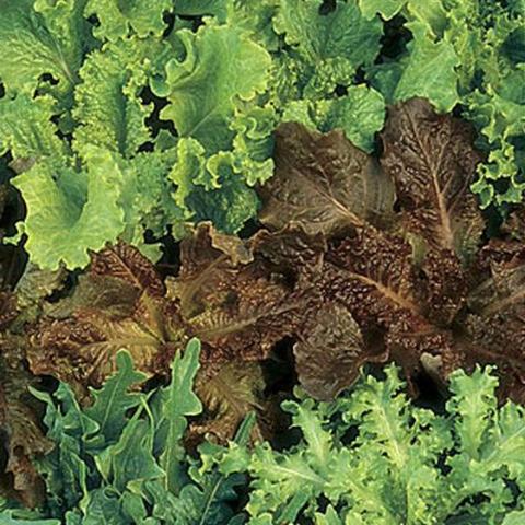 Lettuce Gourmet Blend Organic - Burpee Seeds