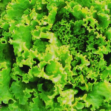 Curly Lettuce - Metchosin Farm