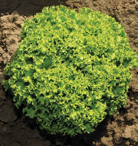 Lettuce Ilema Pelleted Organic - West Coast Seeds