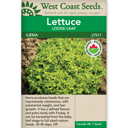 Lettuce Ilema - West Coast Seeds