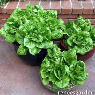 Lettuce Jade Gem - Renee's Garden