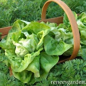 Lettuce Kagraner Sommer - Renee's Garden Seeds